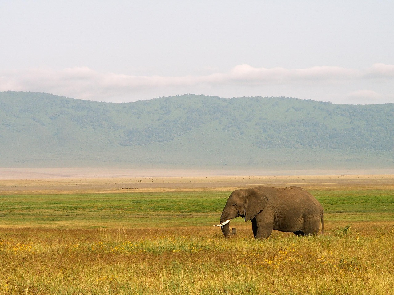 Tanzania Luxury Safari 7 Days