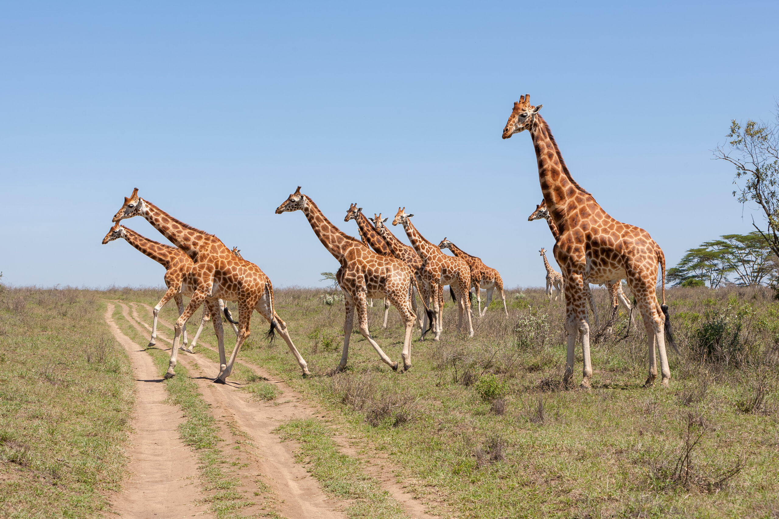 Giraffes herd in savannah