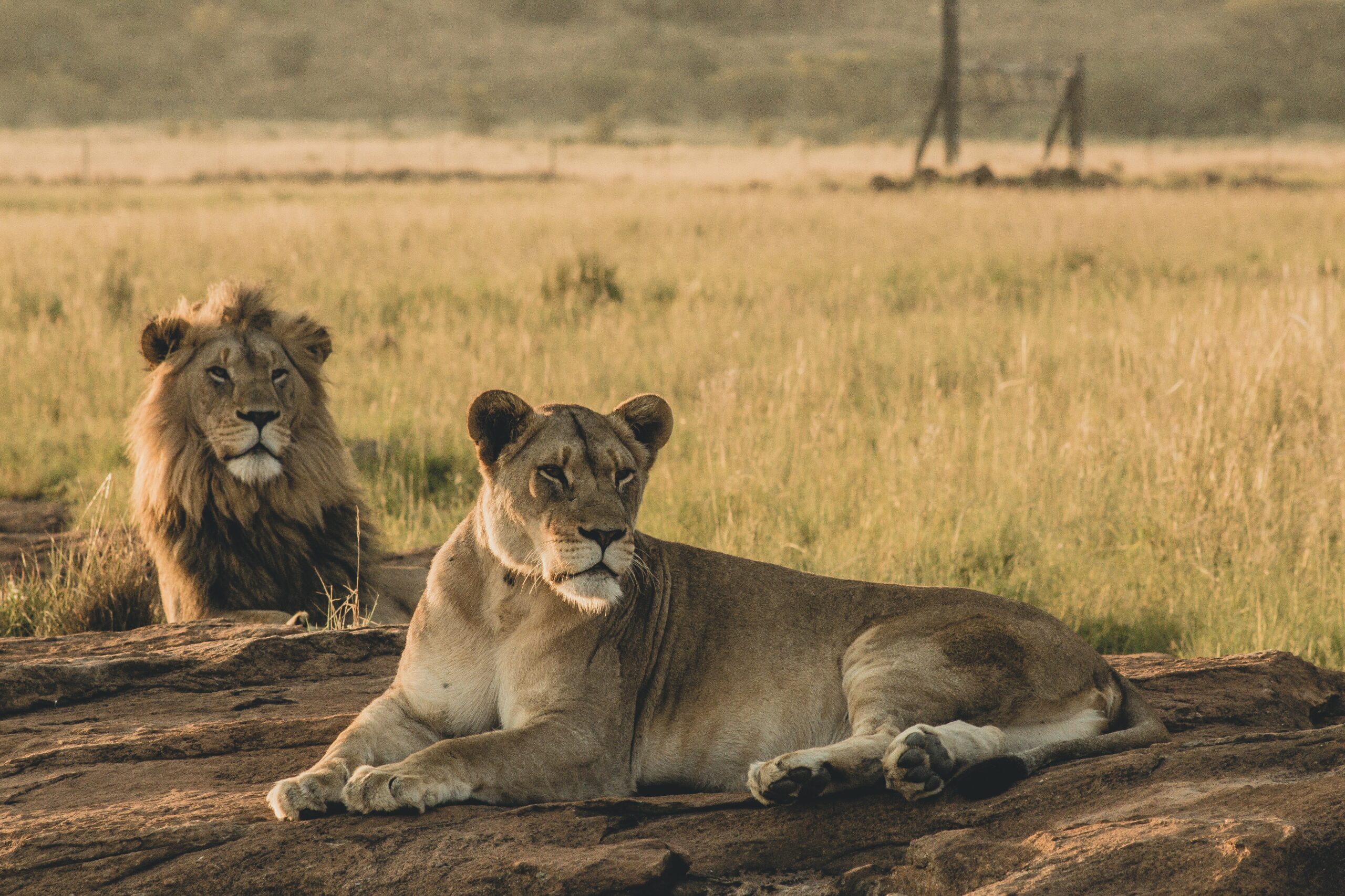 Male and female lions laying on the sand and resting in vast grasslands